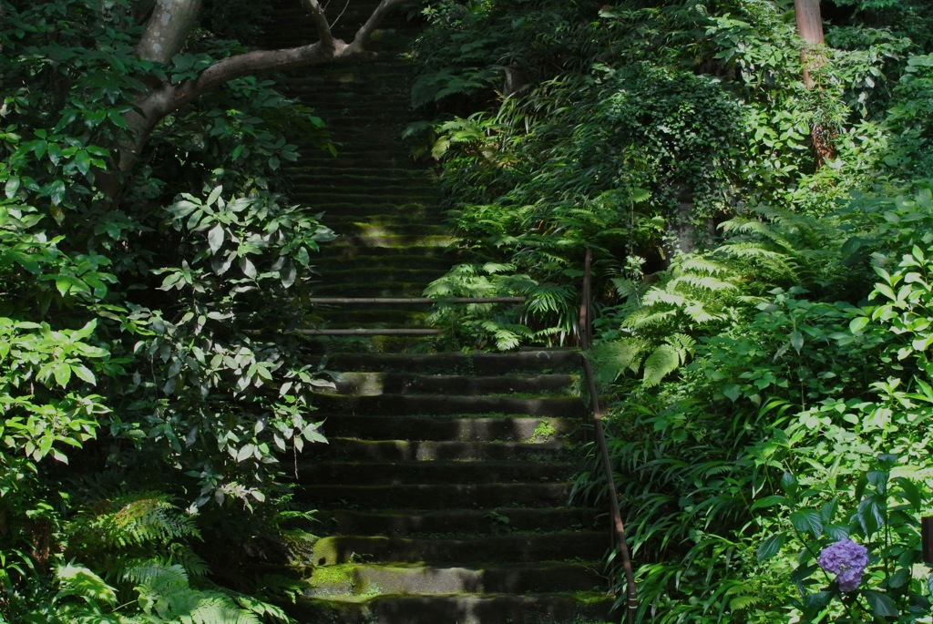 苔寺・昔年の階段…