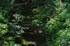 苔寺・昔年の階段…