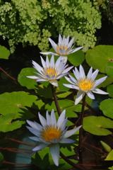 熱帯の妖花…７
