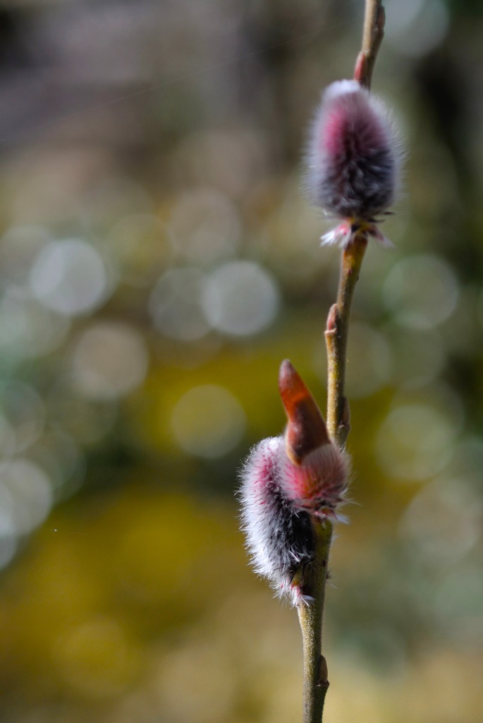 覚園寺の春芽…