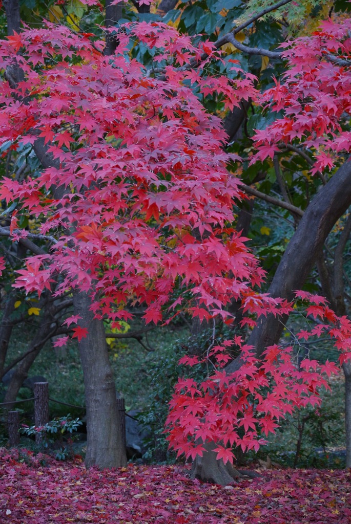 東京・紅に染まる２…
