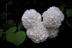 卯月の花絵巻…７