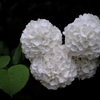卯月の花絵巻…７