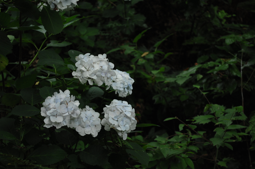 名越の切通し…白花