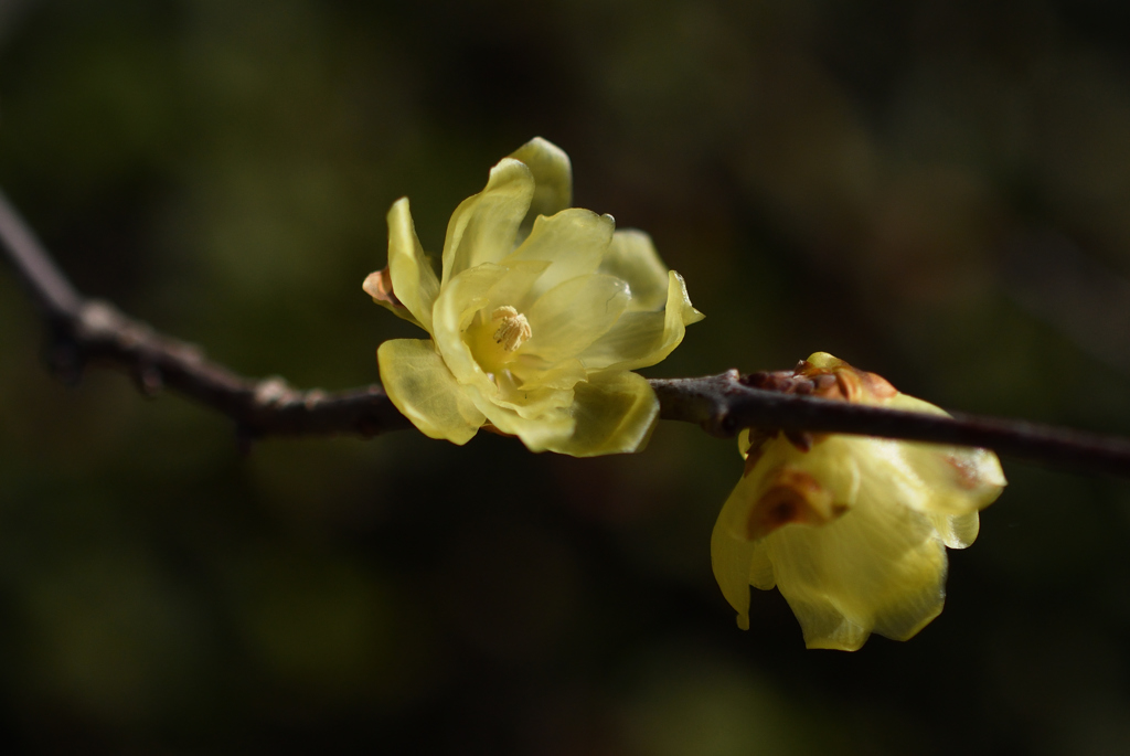 新春の彩り…６