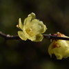 新春の彩り…６