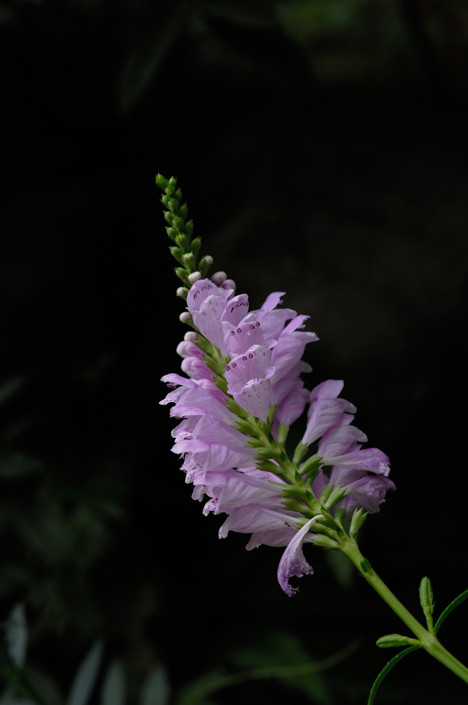 惜夏の寺花…２