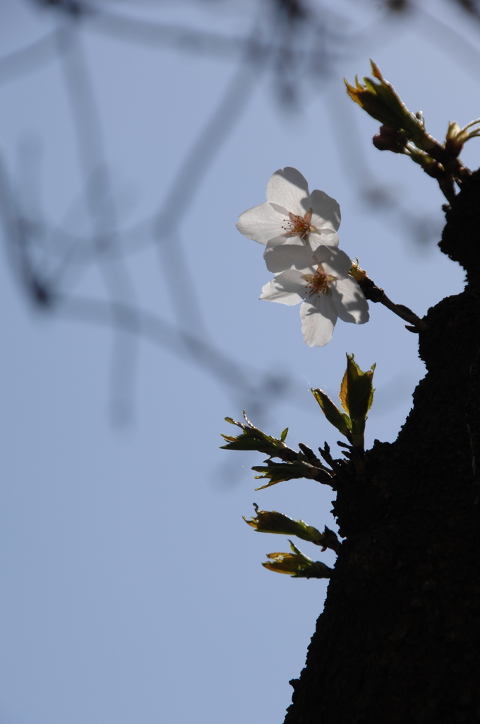 陽に透ける薄桜色…