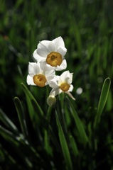 寒庭の白花…