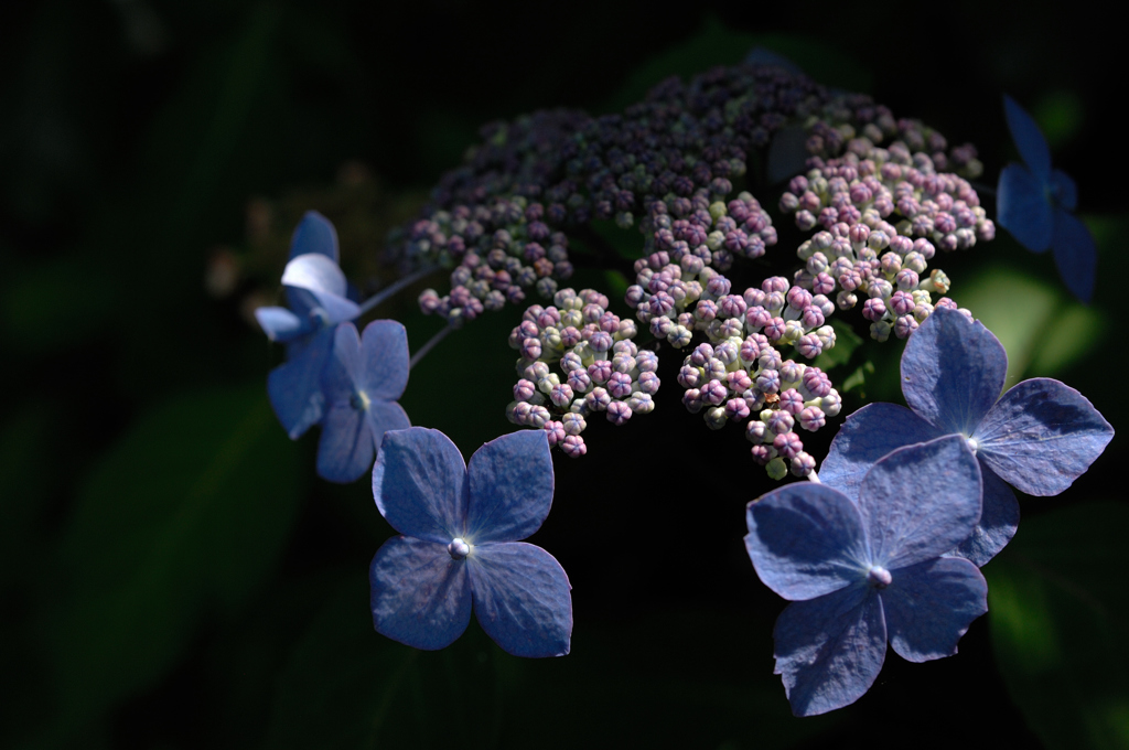 古都の紫陽花便り…１
