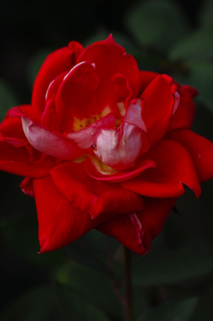 晩秋の赤バラ２…