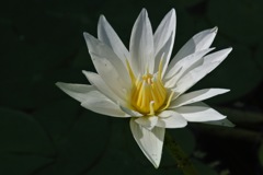 水面の彩り…５