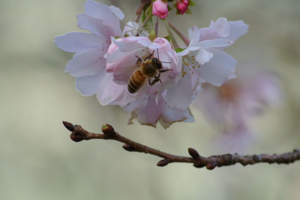 東京の十月桜３…