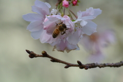 東京の十月桜３…
