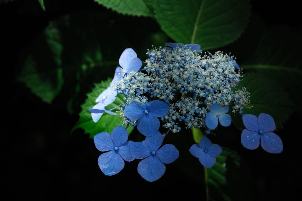 木陰の七色花…３
