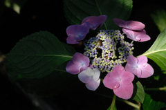 古都の紫陽花便り…12