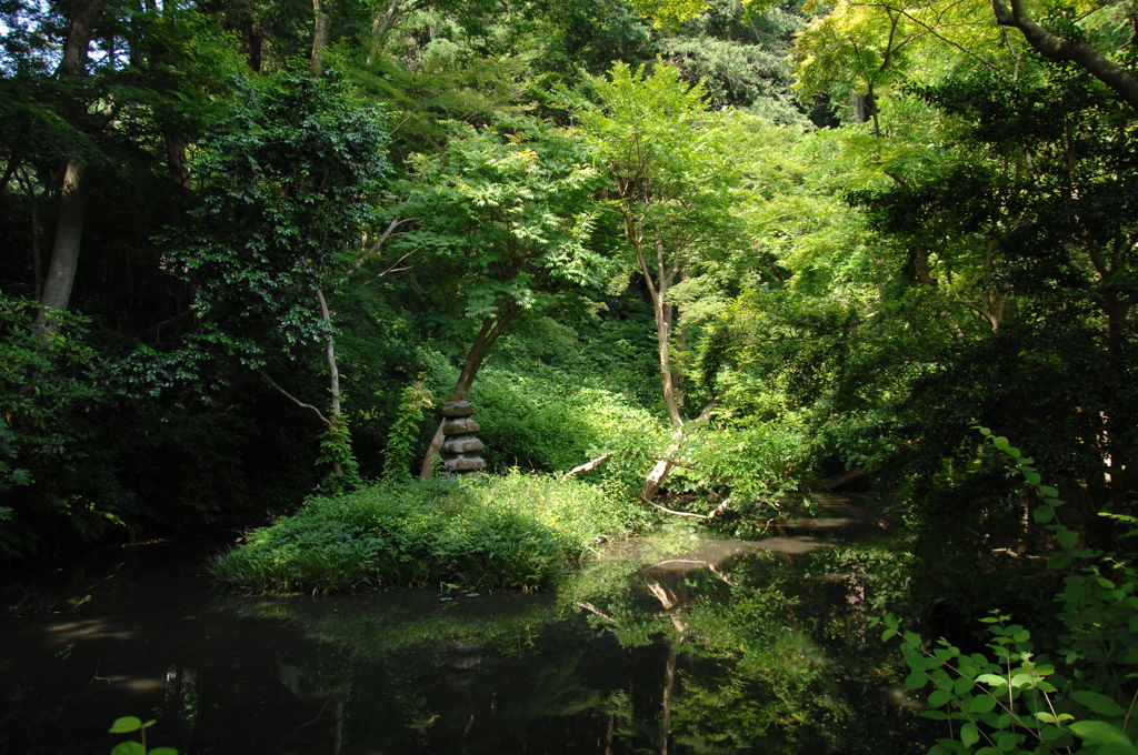 緑光を浴びる池…