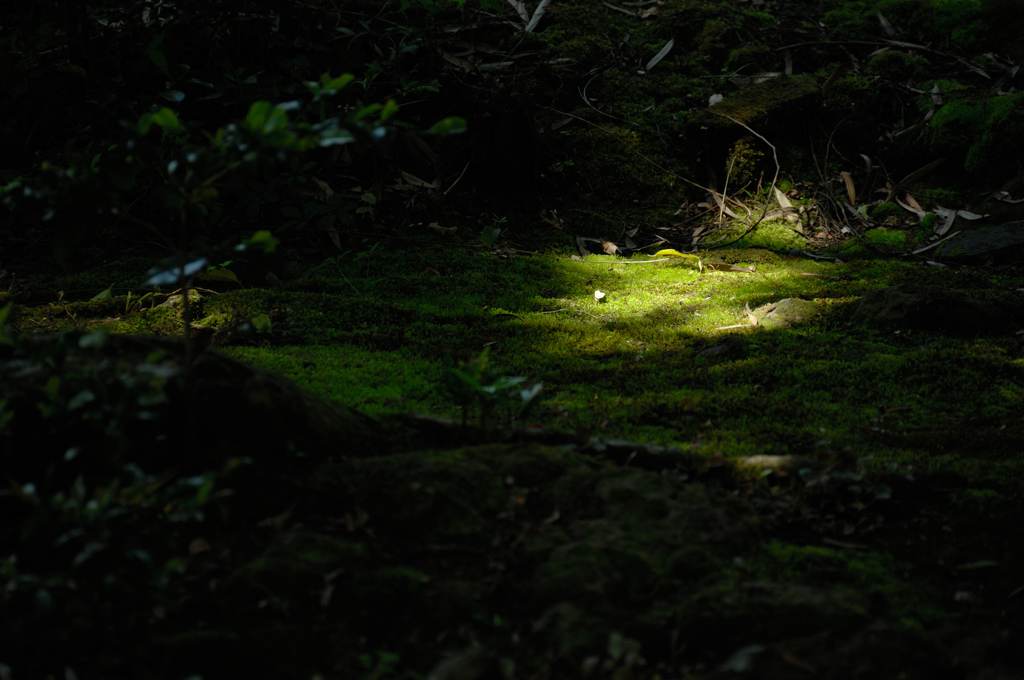 苔寺の春光…１