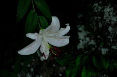 名刹の淑白花…