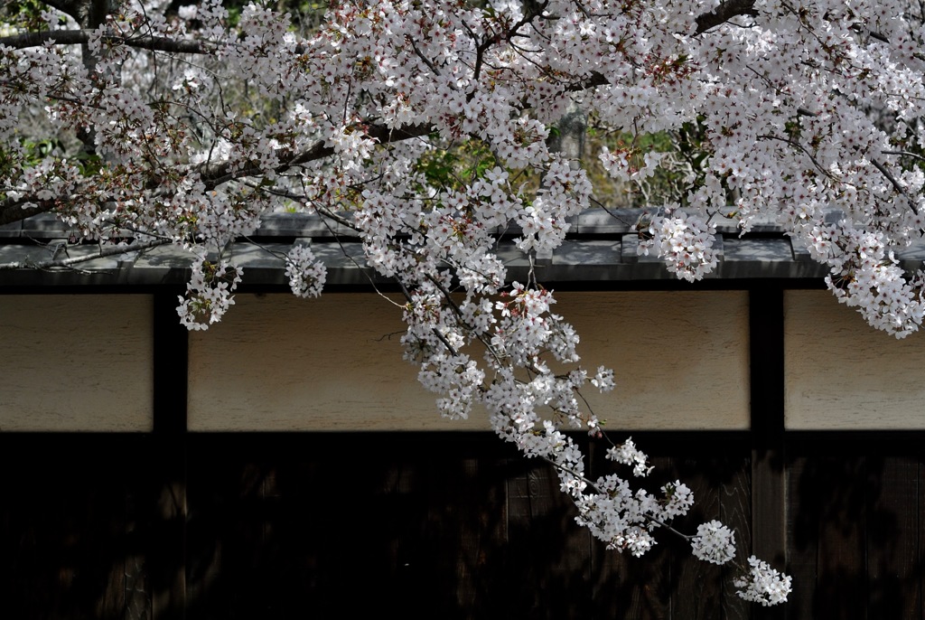 古都の薄桜色…５