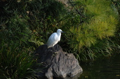 清澄庭園・小鷺…