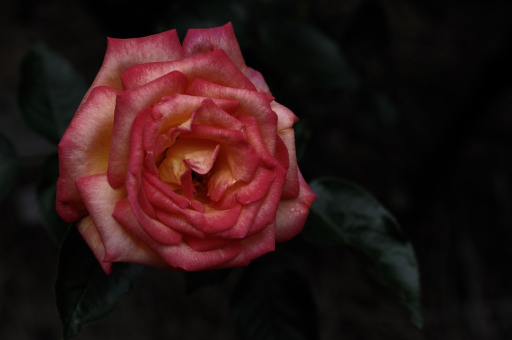 洋館の麗花…10