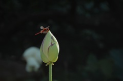 鎌倉・長谷寺の蜻蛉…