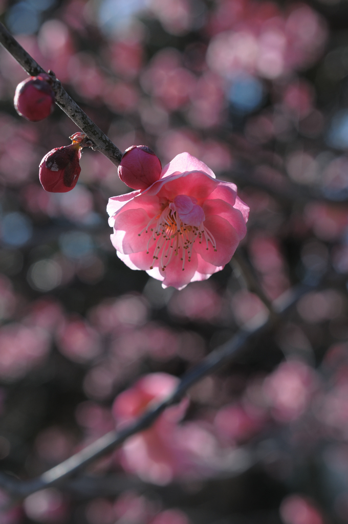 待春の小花…３