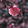 待春の小花…３