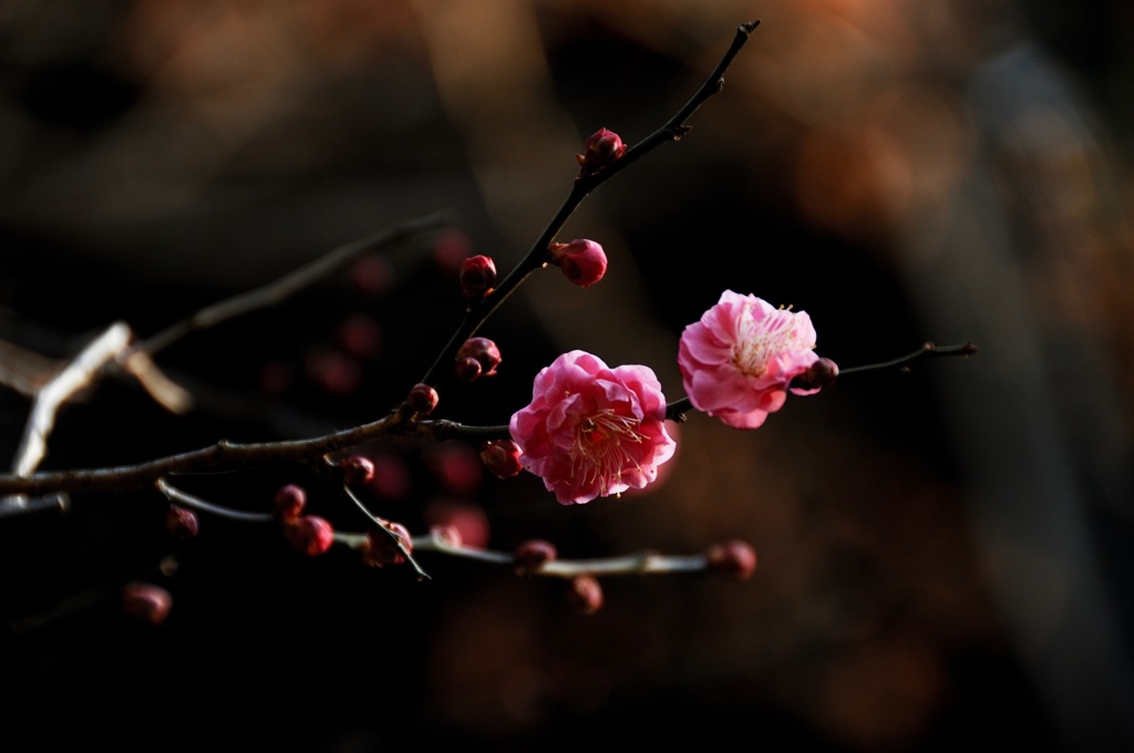 冬景色の彩り…１
