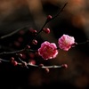 冬景色の彩り…１