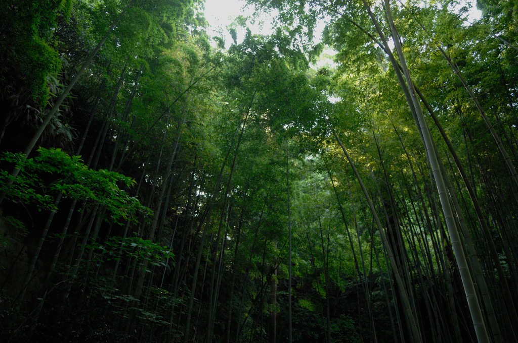 竹林の木漏れ日…１