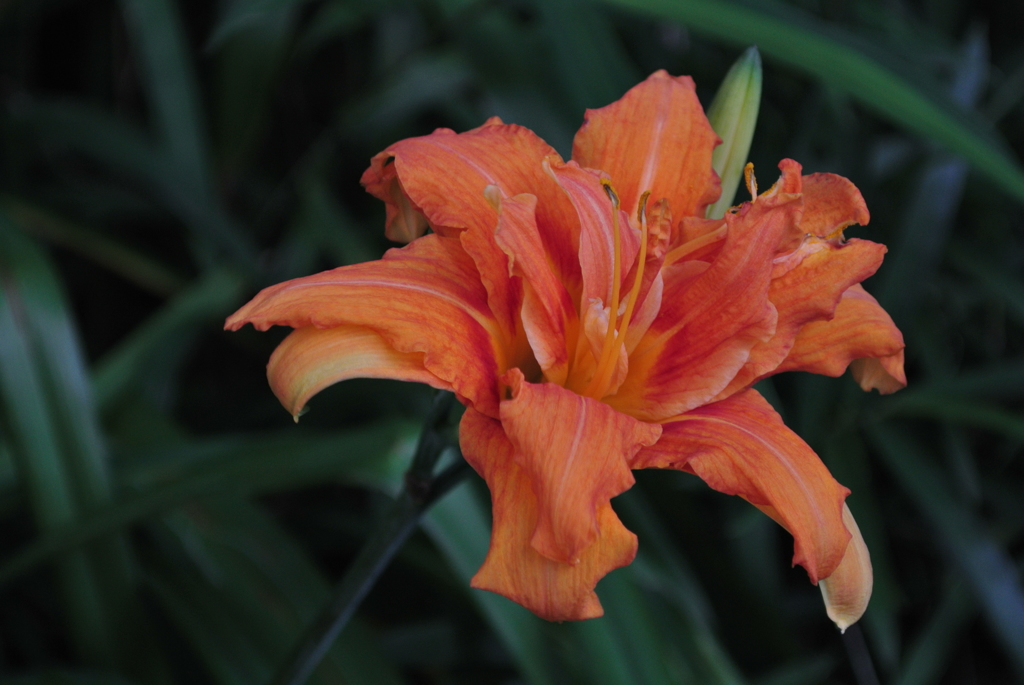 紅赤の色芳香…