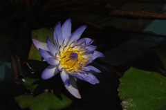 熱帯の妖花…３