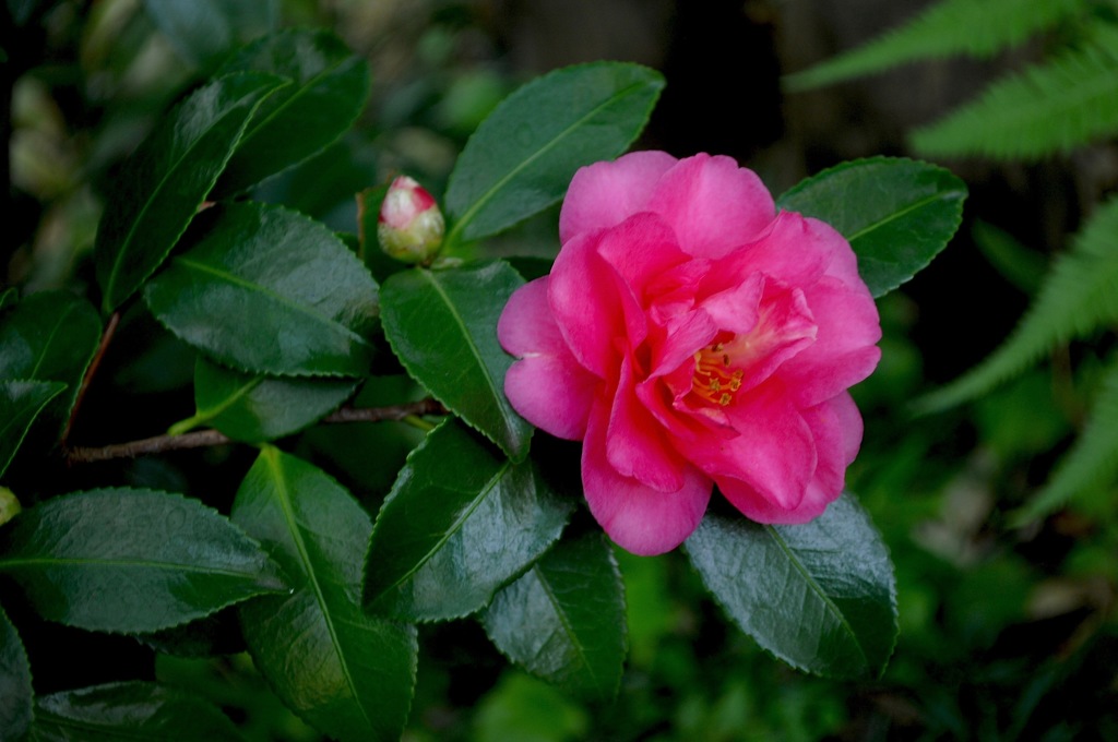 目白庭園・緑中の紅…