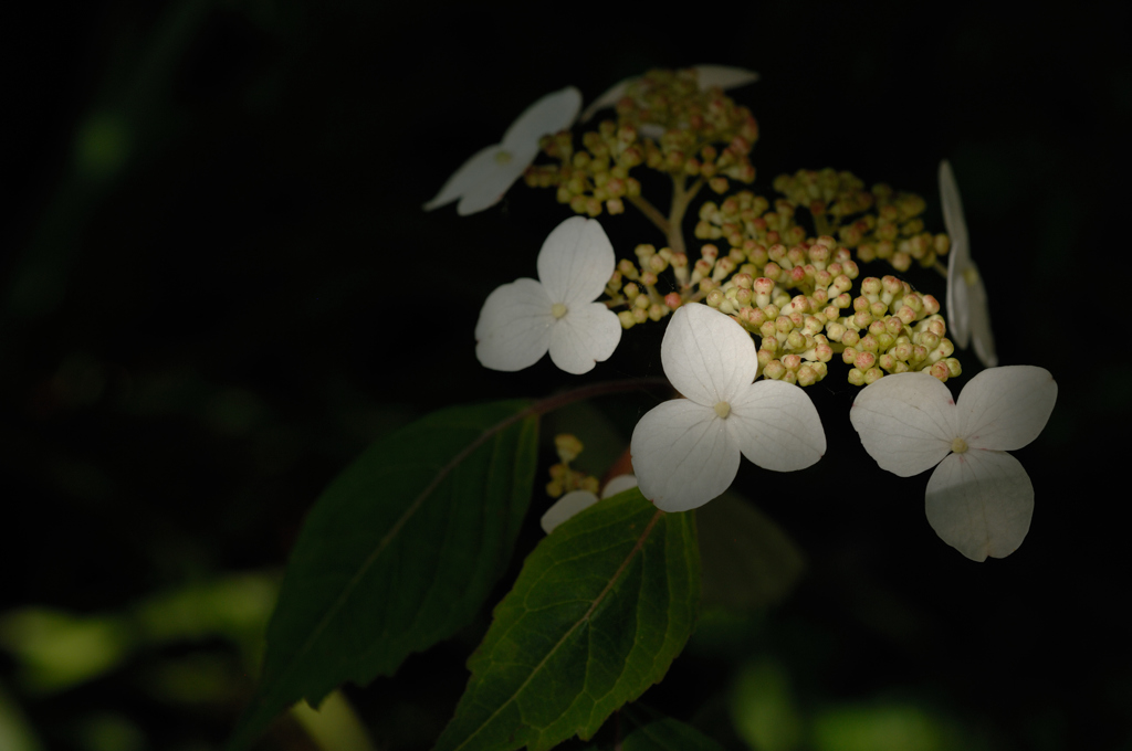 古都の紫陽花便り…２