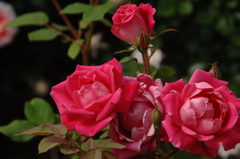 春光に映える薔薇…７