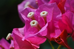 陽光に映える赤紫…