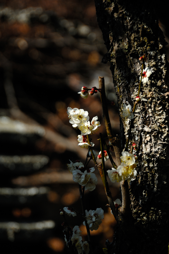 春香の白弁…１
