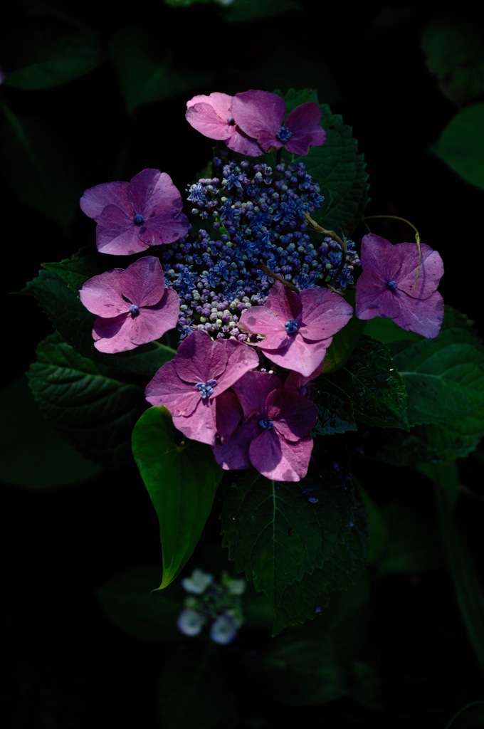 源氏山の梅雨花…３