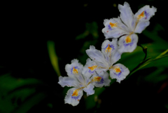 瑞泉寺の春花…１