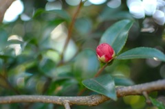 到来の深緋(こきひ)色…