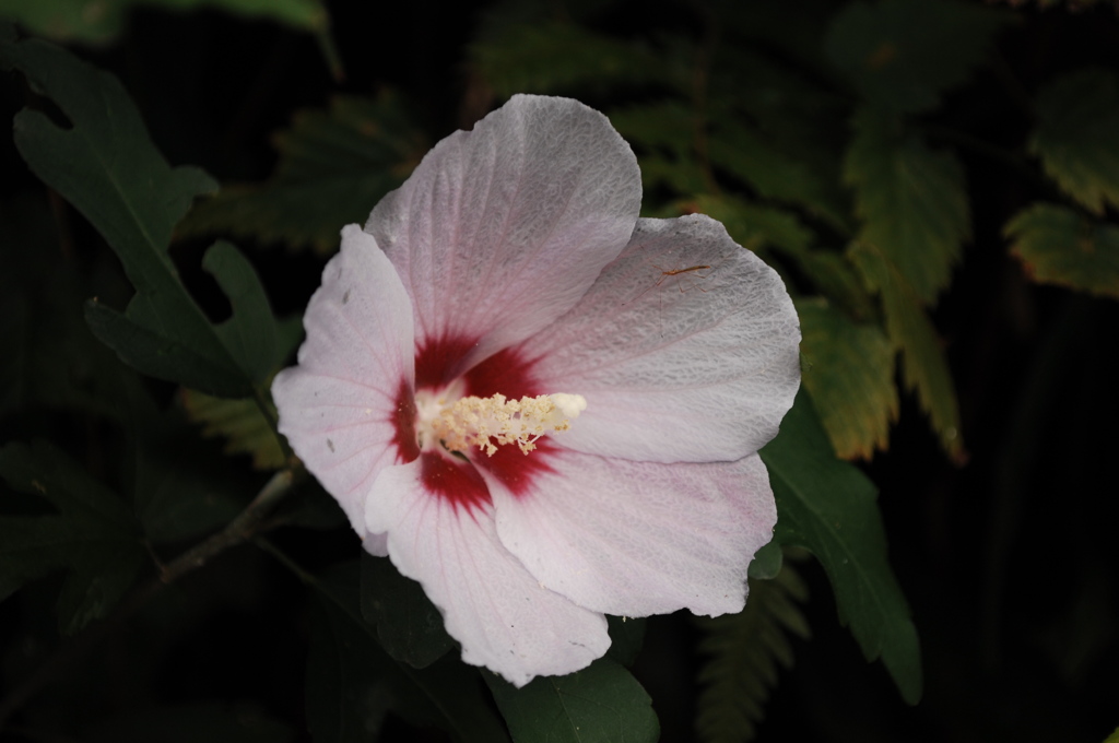薄桜肌に紅を引く…