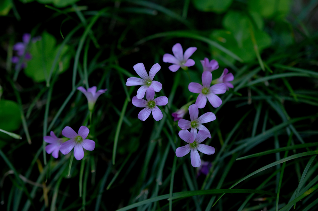 古刹を彩る花姿…