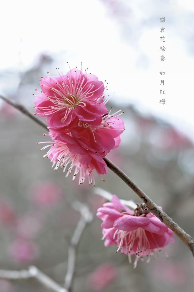 鎌倉花絵巻…如月２