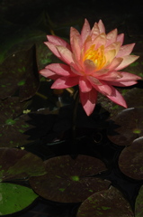 熱帯の妖花…１