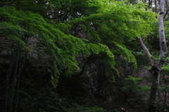 緑層の波頭…