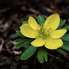 弥生の花絵巻…２