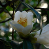 寺庭の冬花…１