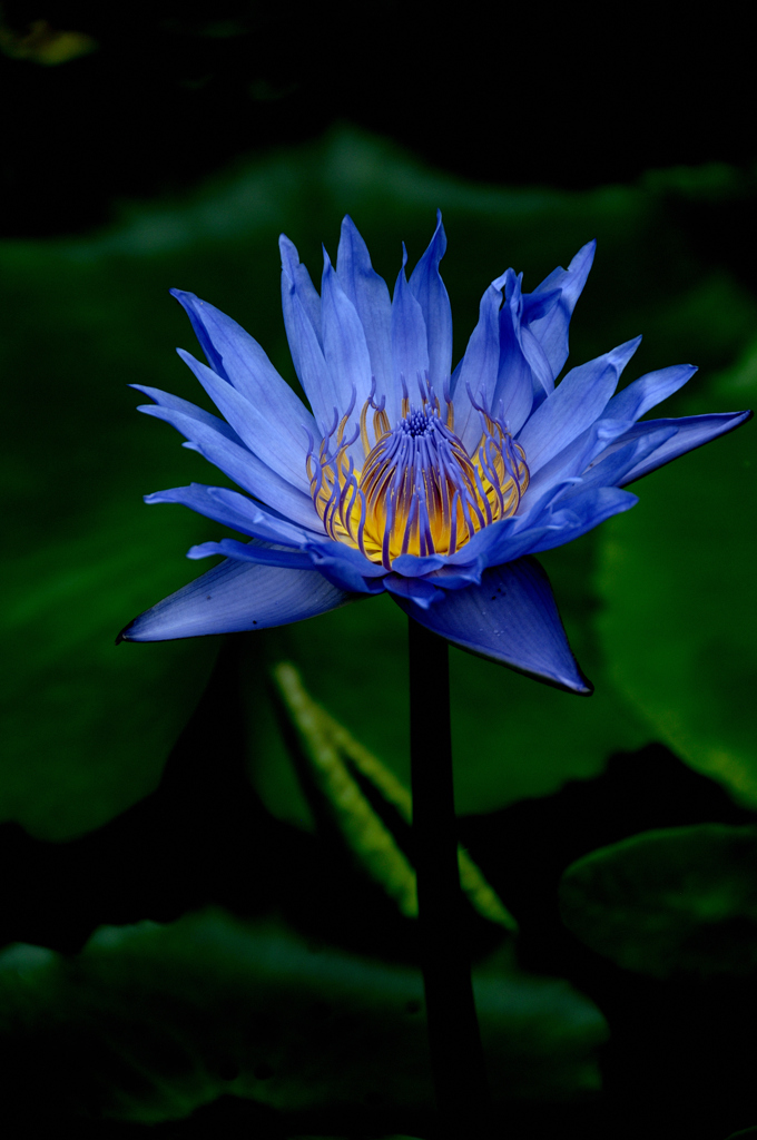 熱帯の妖麗花…３